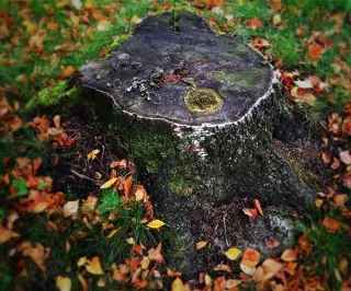 Easy way of Removing a Stump