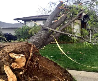 Will my Tree Fall Soon