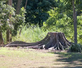 Why Not Keep My Stump