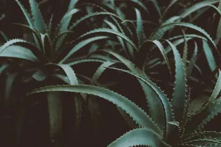 A Natural Remedy for Thyroid Health: Aloe Vera Juice