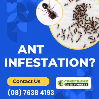 Ant vs Termite Control Approaches
