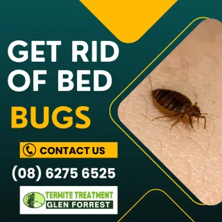 How to Get Rid of Bed Bugs