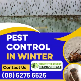 Winter Survival Guide for Pests What Happens When the Cold Sets In