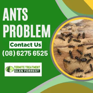 Tackling the Surge in Ants