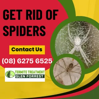 Why You Should Be Worried About Redback Spiders This Summer