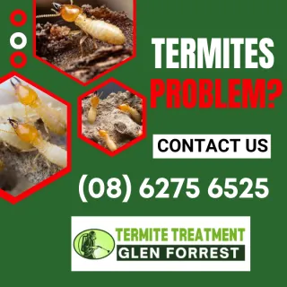 EVERYTHING YOU NEED TO KNOW ABOUT TERMITES