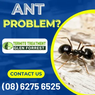 What you should know about ants and food