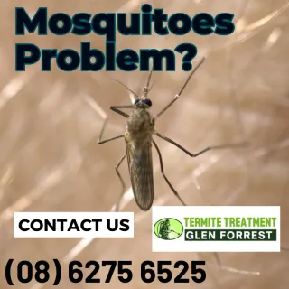 5 MYTHS ABOUT MOSQUITO BITES