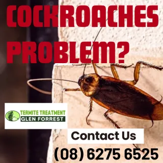 German Cockroach Burst In Glen Forrest