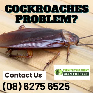 How Did I Get Cockroaches?