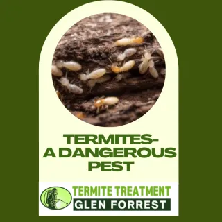 TERMITES -THE HIDDEN DANGER