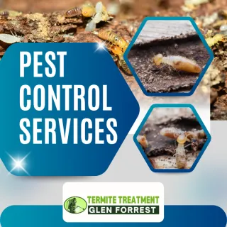 10 facts you did not know about termites