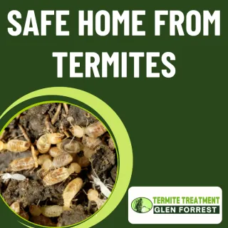 Protect Your Home from White Ants in Wood – Perth Solutions