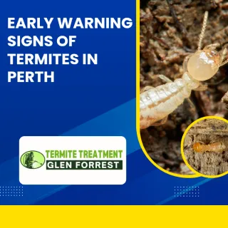 6 Reasons Why You Need Pest Control in Perth