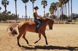 Building Confidence in the Saddle: Tips for New Riders