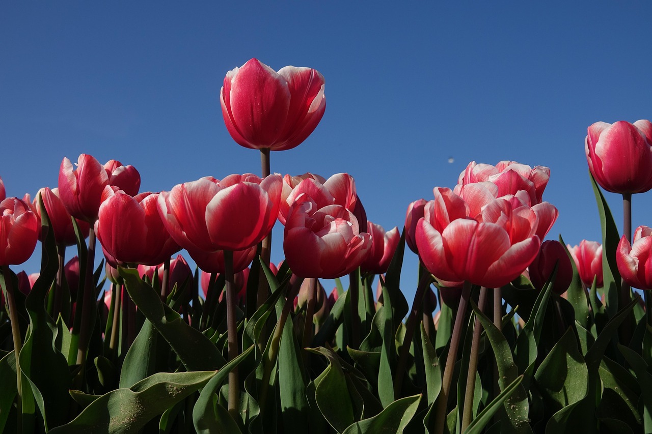 Tulip Time Adventures: The Best Day Trip from Holland, MI Includes Antiques, Art, and a Brewery Bonus