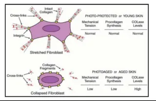 Aging Skin - Fibroblast Collapse – No Worries…