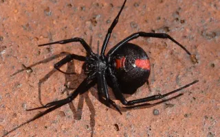 Signs of a Spider Infestation in Your Home
