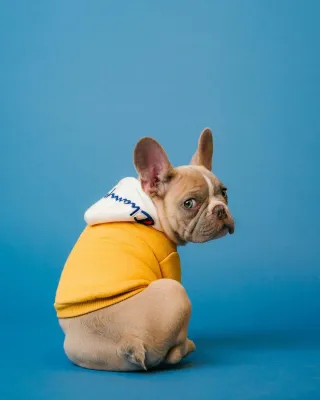 Removing Pet Stains