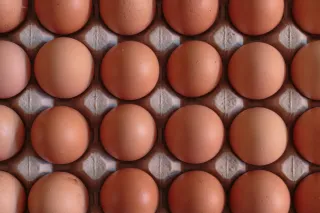 The Marvel of Eggs
