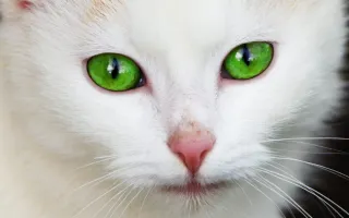 Animal’s In Spirit