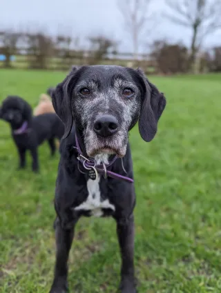 The Power of Default Behaviours: Why They Matter for Your Dog's Training