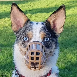 Why Trick Training?