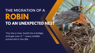 The Migration of a Robin to an Unexpected Nest