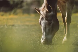 What is Equine Therapy? || My Experience with Equine-Assisted Therapy and Autism