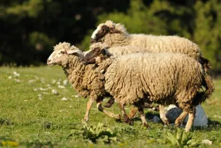 The secrets to moving livestock