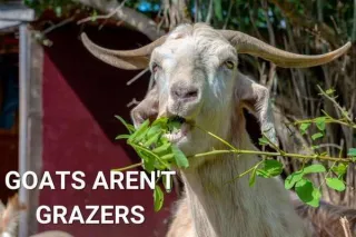 Goats aren't grazers
