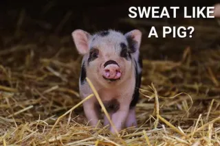 Sweating like a pig?