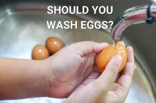 Should you wash eggs? 


