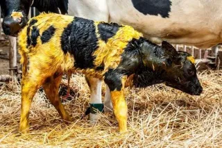 Why is my newborn yellow?