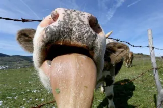 Why are cattle tongues so long & rough?
