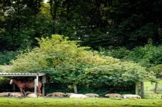 Shelter and Shade