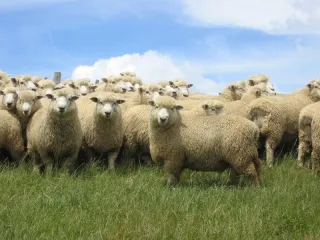 Basic Needs for Sheep