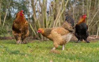Protecting Your Backyard Poultry from HPAI H5N1