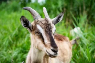 Natural worm control in livestock