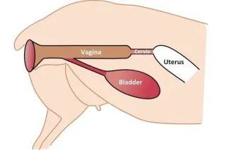 Prolapse in sheep - how to empty the bladder