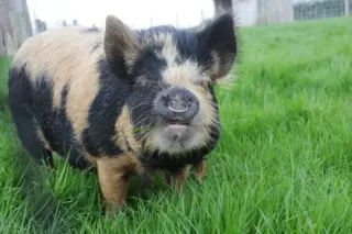 Kunekune Nutrition