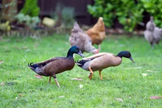 Keeping ducks
