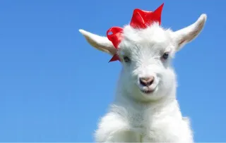 Farming Diary for December 2025