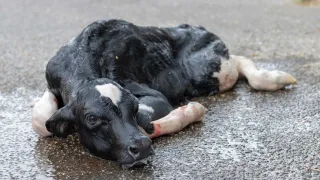 What is the Madigan Squeeze and how does it save newborn animals?