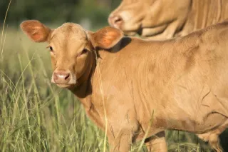 Mycoplasma bovis in 2025: What Lifestyle Farmers Need to Know