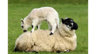 Lameness in Livestock - Part 3: Lameness in Sheep, Goats, Cattle and Deer