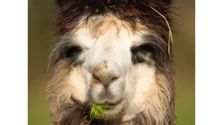 A Useful Aid for Alpaca Farmers – the Code of Welfare for Camelids: Part Three