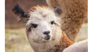 Alpaca farming in New Zealand