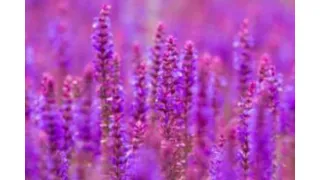 Nitrogen for Nothing!