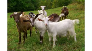Copper Oxide for Goats